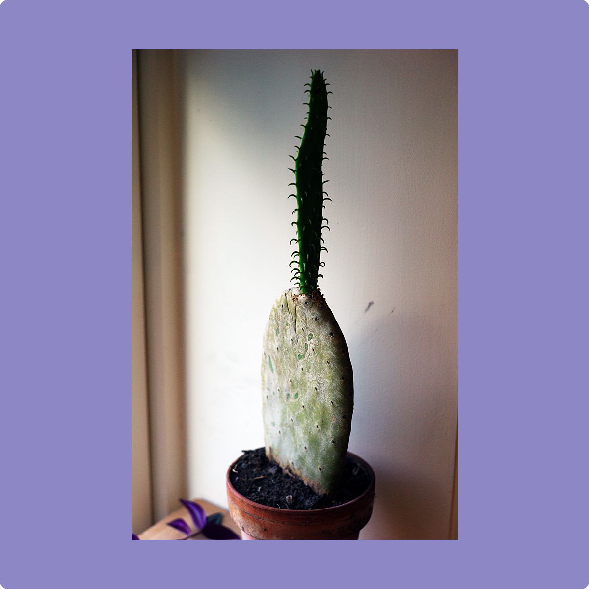 Fotografi av en kaktus som har en mindre kaktus voksende ut av seg